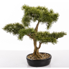 Sztuczne Drzewko Bonsai