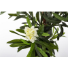 Roślina Dekoracyjna Oleander