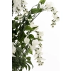 Drzewko Dekoracyjne Wisteria