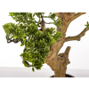 Sztuczne Drzewko Bonsai
