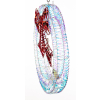 Ozdoba Wieniec Led