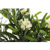 Roślina Dekoracyjna Oleander