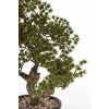 Sztuczne Drzewko Bonsai