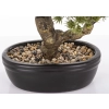 Sztuczne Drzewko Bonsai