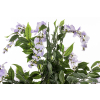 Drzewko Dekoracyjne Wisteria