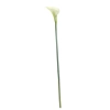 Pl Calla Łodyga-Prom.
