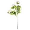 Pl Peonia