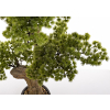 Sztuczne Drzewko Bonsai