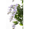 Drzewko Dekoracyjne Wisteria