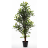 Roślina Dekoracyjna Oleander