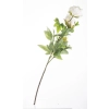 Pl Peonia