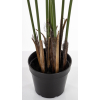 Roślina Dekoracyjna Palma
