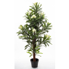 Roślina Dekoracyjna Oleander