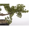 Sztuczne Drzewko Bonsai