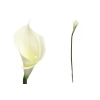 Pl Calla Pojedyncza-Prom.