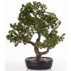 Sztuczne Drzewko Bonsai