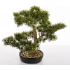 Sztuczne Drzewko Bonsai
