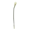 Pl Calla Pojedyncza-Prom.