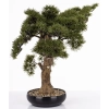 Sztuczne Drzewko Bonsai