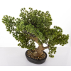 Sztuczne Drzewko Bonsai