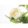 Pl Peonia