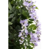 Drzewko Dekoracyjne Wisteria