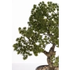 Sztuczne Drzewko Bonsai