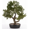 Sztuczne Drzewko Bonsai