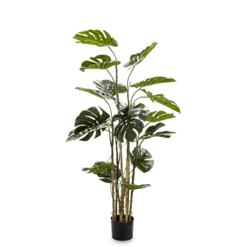 Roślina Dekoracyjna Monstera