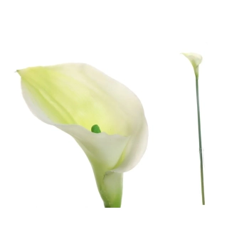 Pl Calla Łodyga-Prom.