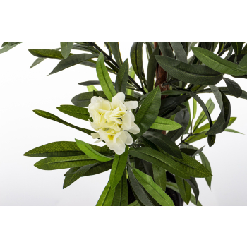 Roślina Dekoracyjna Oleander