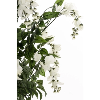 Drzewko Dekoracyjne Wisteria