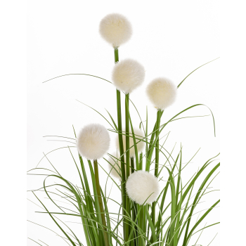 Roslina Dekoracyjna Led