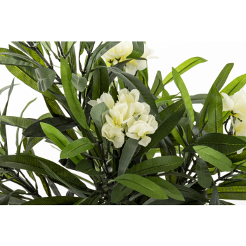 Roślina Dekoracyjna Oleander