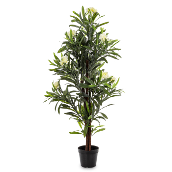 Roślina Dekoracyjna Oleander