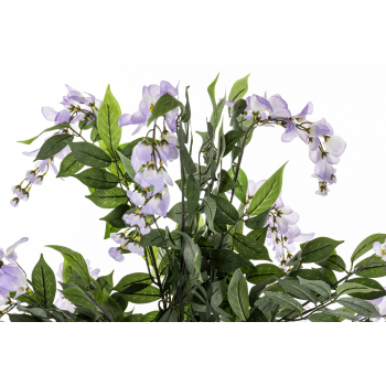 Drzewko Dekoracyjne Wisteria