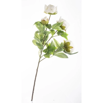 Pl Peonia