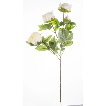 Pl Peonia