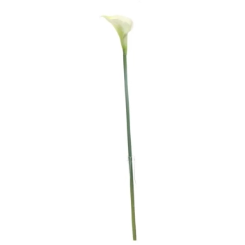 Pl Calla Łodyga-Prom.