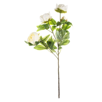 Pl Peonia