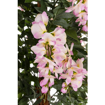 Drzewko Dekoracyjne Wisteria