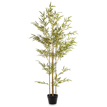 Roslina Dekoracyjna Bambus