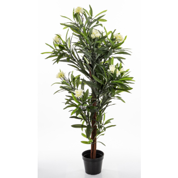 Roślina Dekoracyjna Oleander