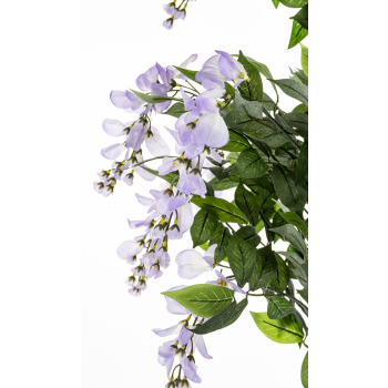 Drzewko Dekoracyjne Wisteria