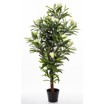 Roślina Dekoracyjna Oleander