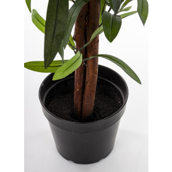 Roślina Dekoracyjna Oleander