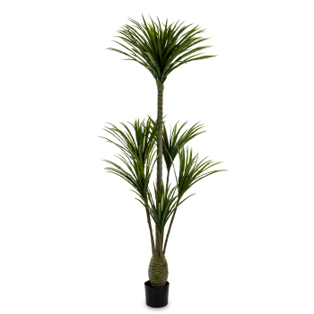 Roślina Dekoracyjna Dracena