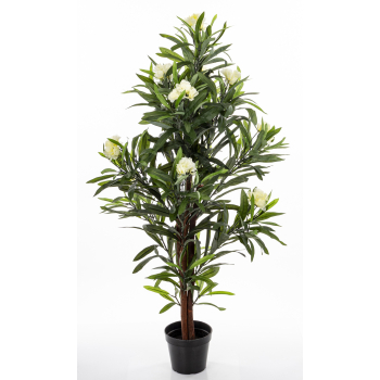 Roślina Dekoracyjna Oleander