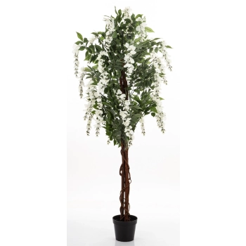 Drzewko Dekoracyjne Wisteria
