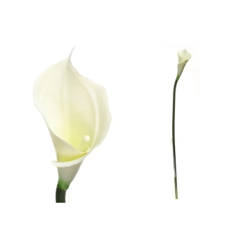 Pl Calla Pojedyncza-Prom.